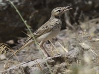 ������� ����� (Anthus campestris)_2